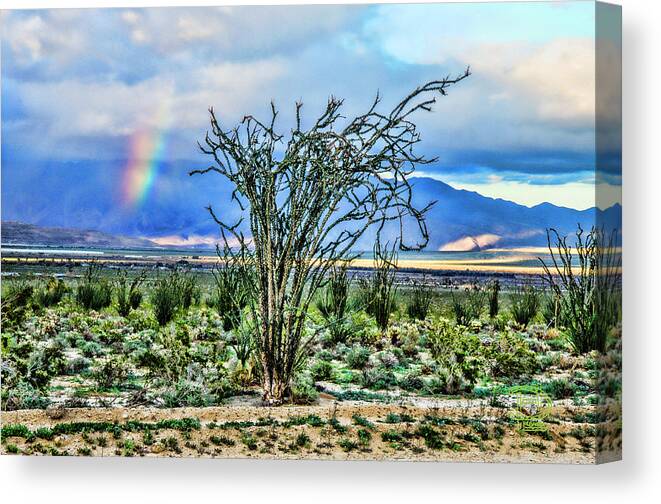 Ocotillo Cactus Rainbow Canvas Print featuring the digital art Ocotillo Cactus Rainbow by Daniel Hebard