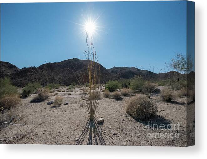 Ocotillo Canvas Print featuring the photograph Ocotillo Glow by Robert Loe