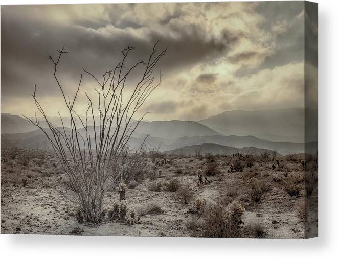 Ocotillo Canvas Print featuring the photograph Ocotillo with Storm Clouds by Joseph Smith