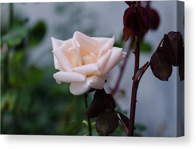Winterpacht Canvas Print featuring the photograph October Rose by Miguel Winterpacht