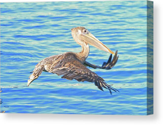 Pelican Canvas Print featuring the photograph Odd Flight by Shoal Hollingsworth