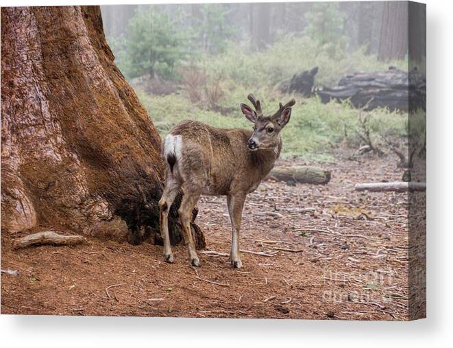 Sequoia National Park Canvas Print featuring the photograph Oh Deer by Peggy Hughes