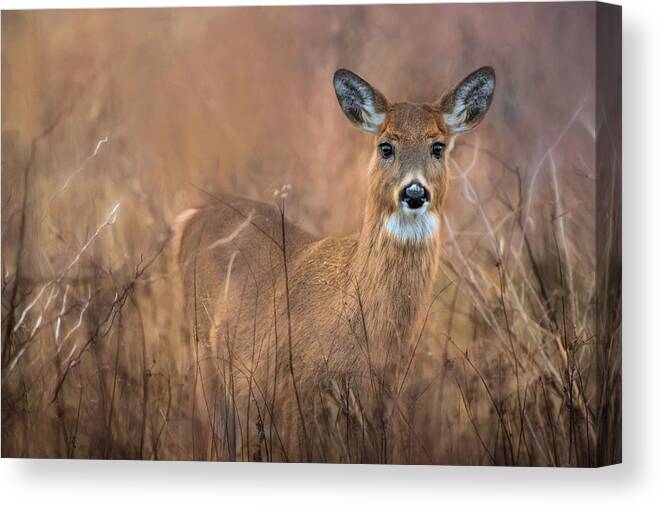 Deer Canvas Print featuring the photograph Oh Deer by Robin-Lee Vieira