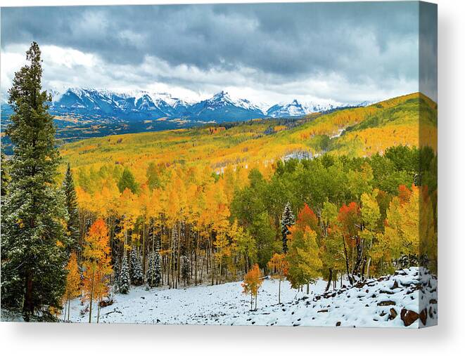 Aspen Trees Canvas Print featuring the photograph Ohio Pass Road in Full Fall Color and Snow by Teri Virbickis