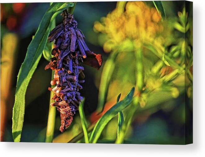 Oiketicus Abbotii Canvas Print featuring the photograph Oiketicus Abbotii by HH Photography of Florida