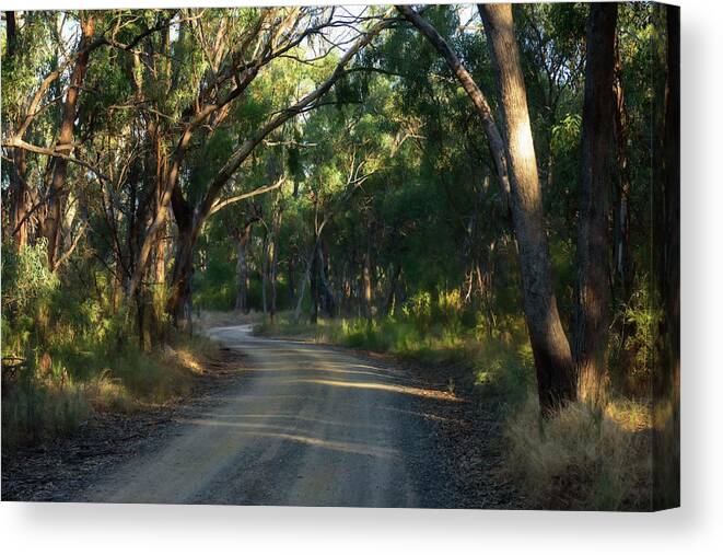 Area Canvas Print featuring the photograph Old Bush Road by Damian Morphou