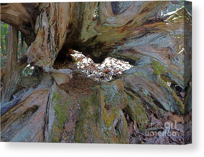 Old Root Canvas Print featuring the photograph Old Root Abstract #2 by Sandra Updyke