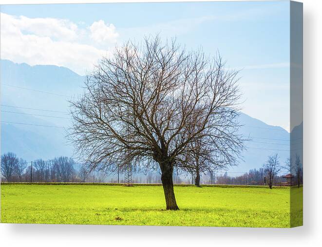 Dubino Canvas Print featuring the photograph Old Tree by Pavel Melnikov