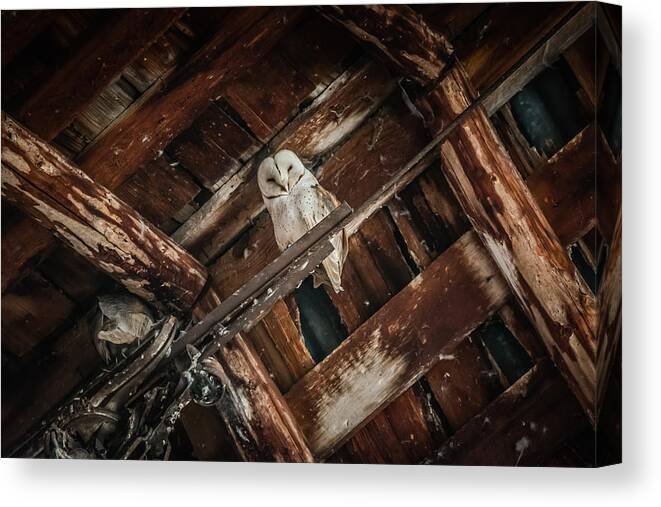 2015 Canvas Print featuring the photograph Olsen Barn Owls by Jan Davies