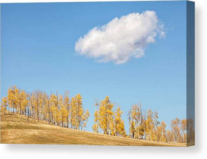 Aspens Canvas Print featuring the photograph On A Hill by Denise Bush