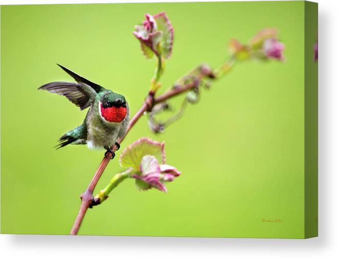 Hummingbird Canvas Print featuring the photograph On a Wing and a Prayer by Christina Rollo