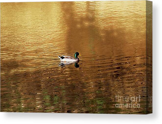 Mallard Duck Canvas Print featuring the photograph On Golden Pond by Yumi Johnson