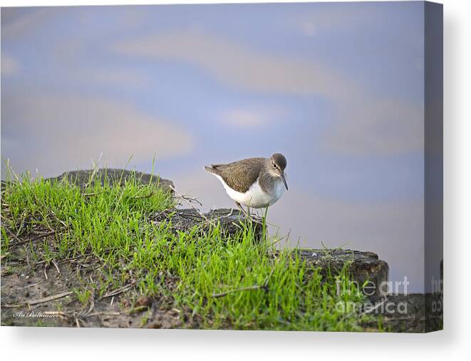  Rostratula Benghalensis Canvas Print featuring the photograph On the banks of the Yarkon by Arik Baltinester