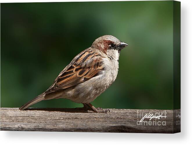 Sparrow Canvas Print featuring the photograph On the Fence by Bon and Jim Fillpot