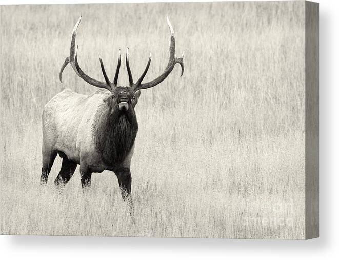 Elk Canvas Print featuring the photograph On The Fight by Aaron Whittemore