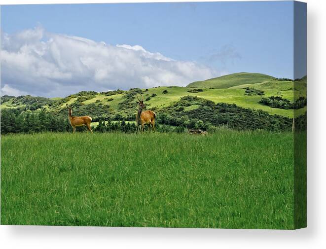 Beecraigs Canvas Print featuring the photograph On the look-out. by Elena Perelman