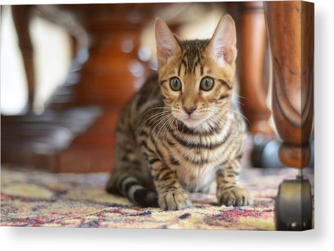 Kittens Canvas Print featuring the photograph On the Prowl by Craig Incardone