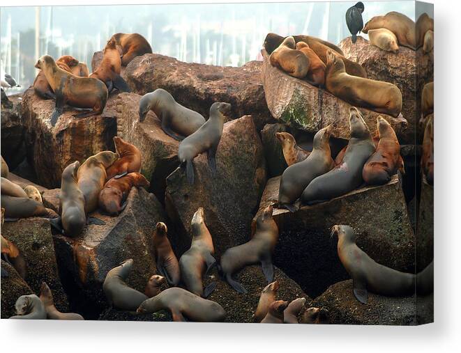 Monterey Canvas Print featuring the photograph On the Rocks by David Armentrout