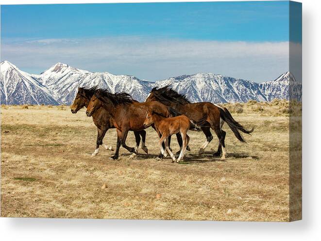 _z3a0367 Canvas Print featuring the photograph On the run by John T Humphrey