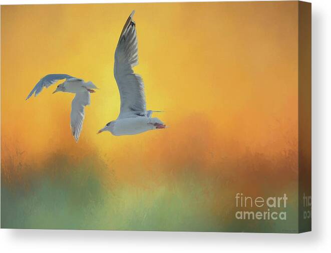 Seagulls Canvas Print featuring the photograph On the way to Trollfjord by Eva Lechner