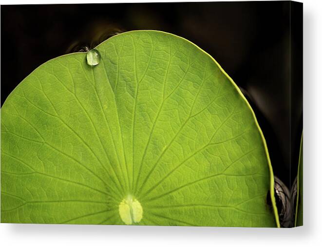 Drop Canvas Print featuring the photograph One Drop by Don Johnson