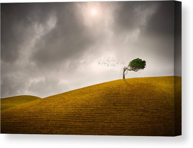 Tree Canvas Print featuring the photograph One Tree Hill by Peter Elgar