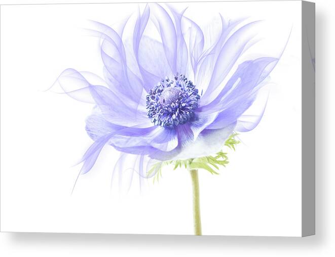 Anemone Canvas Print featuring the photograph One up on mother nature. by Usha Peddamatham