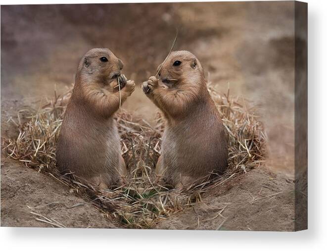 Prairie Dogs Canvas Print featuring the photograph Only Hearts II by Robin-Lee Vieira