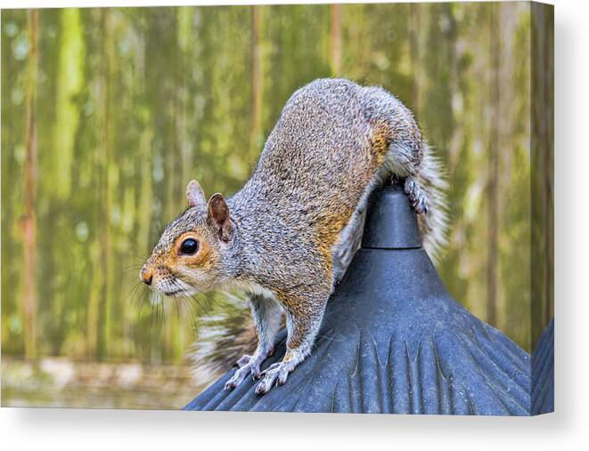 Squirrel Canvas Print featuring the photograph Oops by Cathy Kovarik