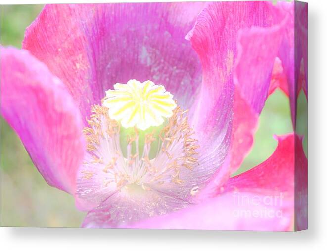 Poppy Canvas Print featuring the photograph Open and welcome by Merle Grenz