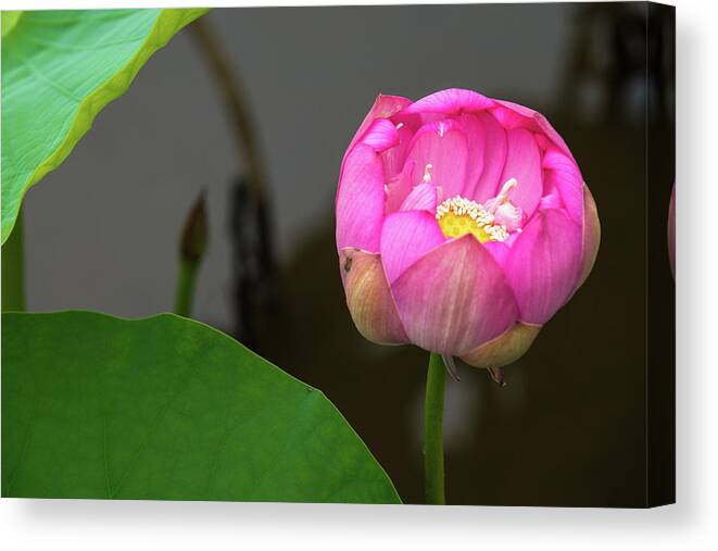 Bloom Canvas Print featuring the photograph Opening Lotus Lily by Dennis Dame