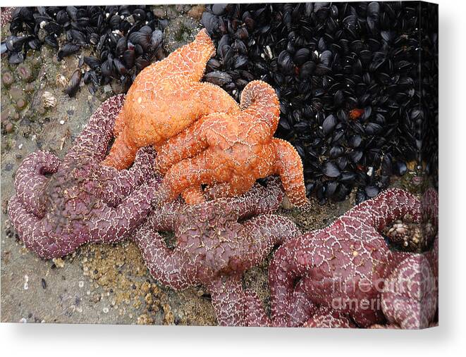 Ruby Beach And Beach 4 Canvas Print featuring the photograph Orange and Purple Starfish by Chuck Flewelling