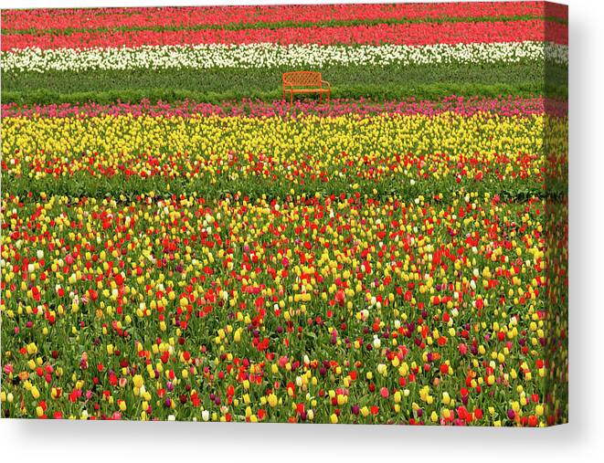 Tulips Canvas Print featuring the photograph Orange Bench on A Tulip Field by Aashish Vaidya