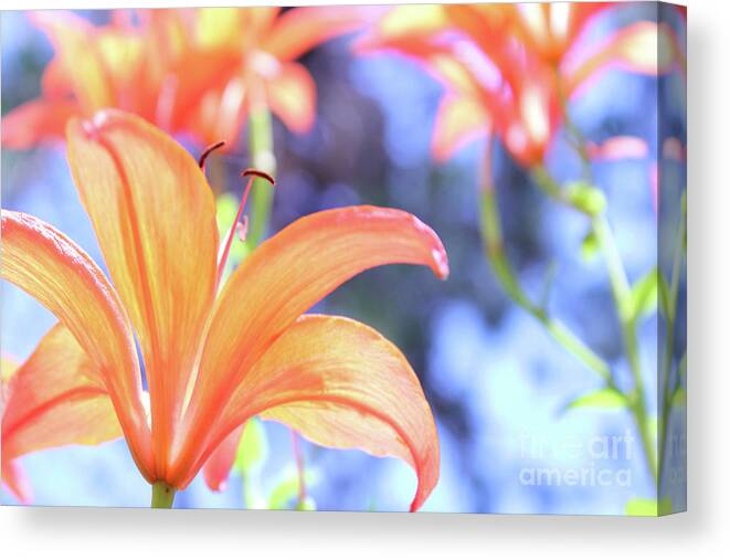 Flower Canvas Print featuring the photograph Orange Bloom Happiness by Becqi Sherman