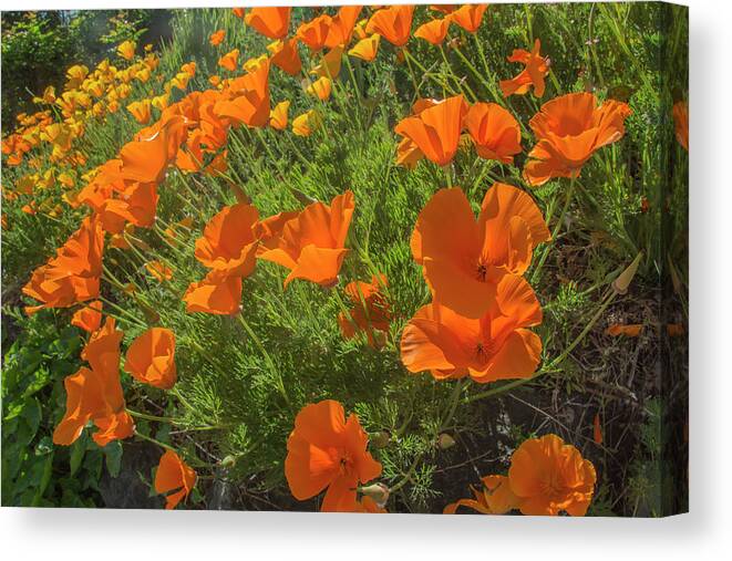 California Poppies Canvas Print featuring the photograph Orange Burst by Doug Scrima