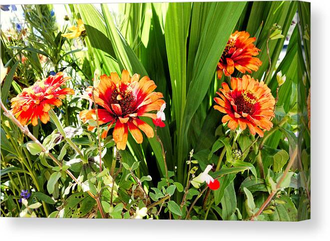 Orange Canvas Print featuring the photograph Orange Coneflowers by Robert Meyers-Lussier