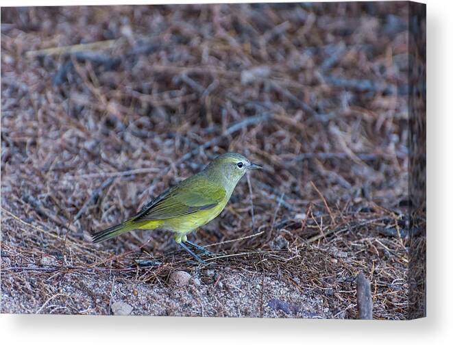 Orange Canvas Print featuring the photograph Orange-crowned Warbler by Douglas Killourie