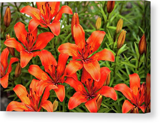 Plants Canvas Print featuring the photograph Orange Day Lillies by Mary Jo Allen