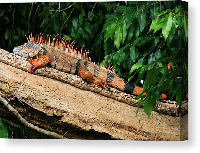 Photo For Sale Canvas Print featuring the photograph Orange Iguana by Robert Wilder Jr