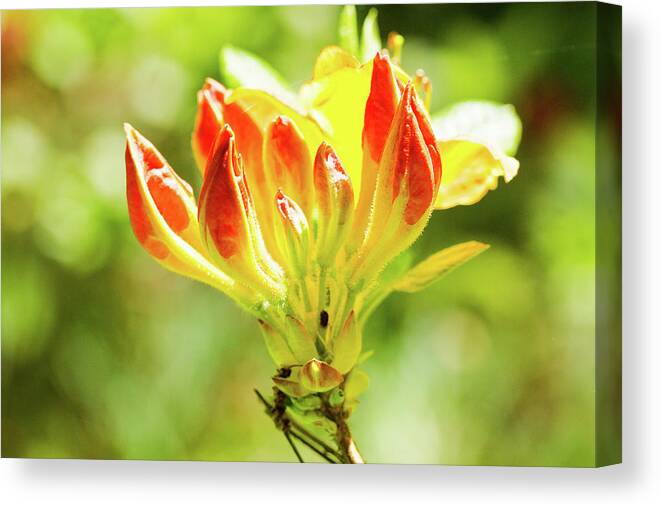 Pretty Flower Pictures Canvas Print featuring the photograph Orange tip by Ed James