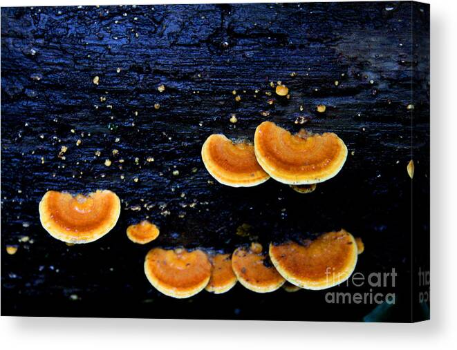 Hawaiian Tree Fungus Canvas Print featuring the photograph Orange Tree Fungus by Jennifer Bright Burr