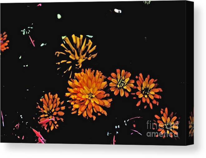  Canvas Print featuring the photograph Orange Zinnias Black Background by David Frederick