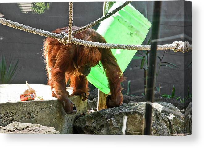 Orang-utan Canvas Print featuring the photograph Orangutan Snack Time by Miroslava Jurcik