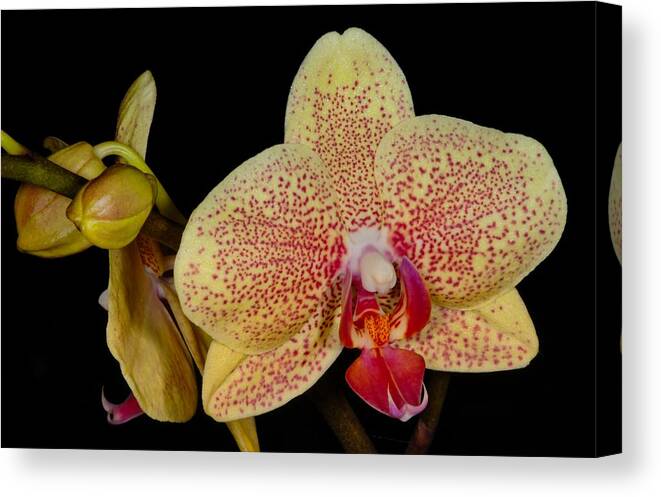 Orchid Canvas Print featuring the photograph Orchid 377 by Wesley Elsberry