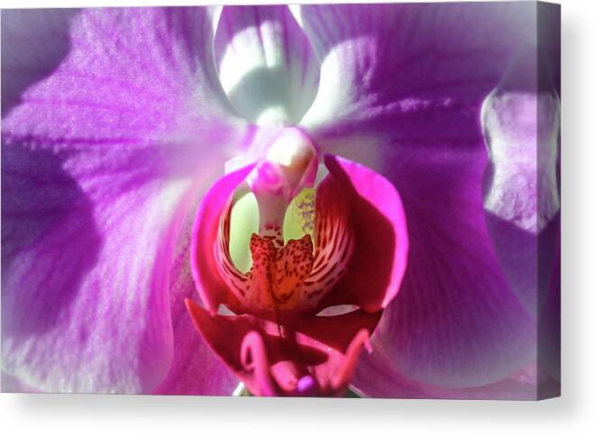 Orchid Canvas Print featuring the photograph Kittie's Orchid by Alison Frank