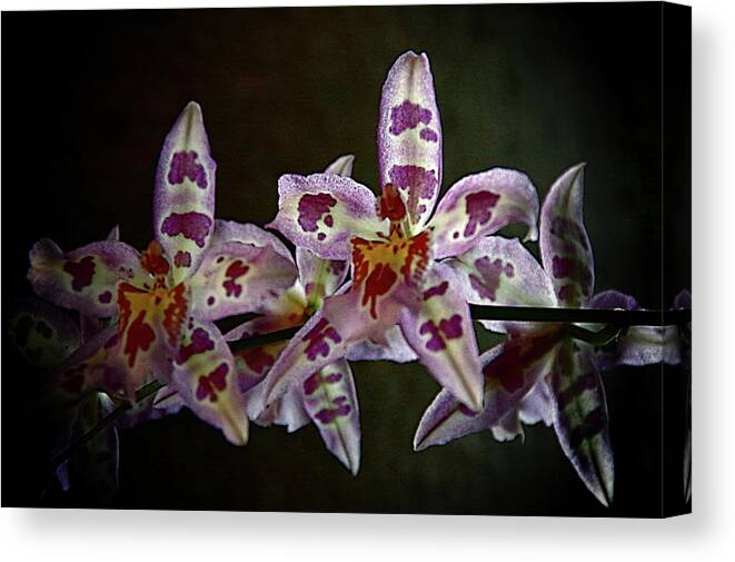 Spotted Orchids Canvas Print featuring the photograph Orchids 16 by Karen McKenzie McAdoo