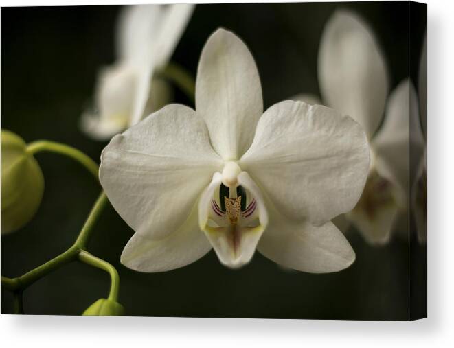 Orchid Canvas Print featuring the photograph Orchids by Holly Ross