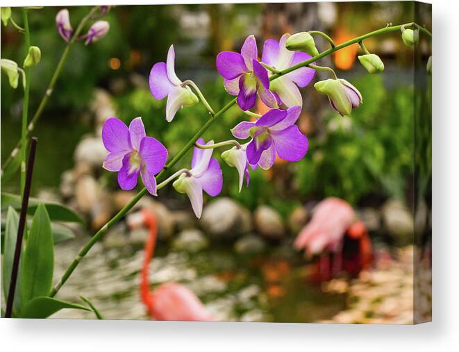 Orchid Canvas Print featuring the photograph Orchids in Paradise by Nicole Lloyd