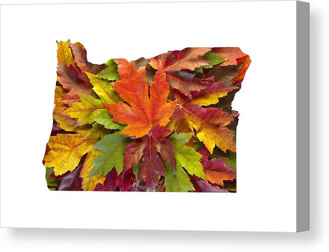 Oregon; Map; Maple; Leaves; Mixed; Changing Colors; Fall; Autumn; Season; Outline; Background; Green; Red; Yellow; Orange; Nature; Foliage; Botanical; Trees Canvas Print featuring the photograph Oregon Maple Leaves Mixed Fall Colors Background by David Gn