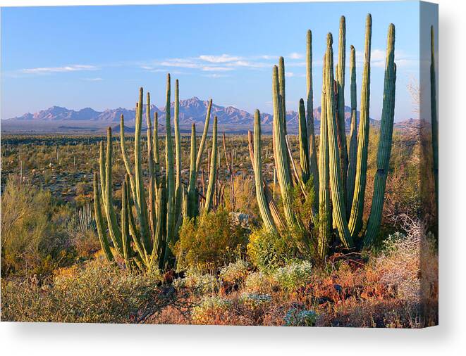 Landscape Canvas Print featuring the photograph Organ Pipes by Eric Foltz